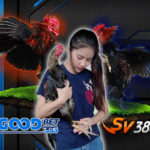 SV388 Link Dan Agen SV388